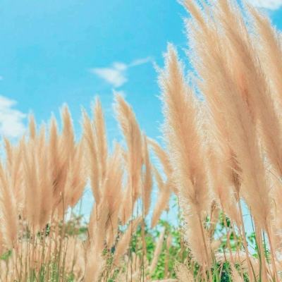 bt游戏屠龙世界h5下载