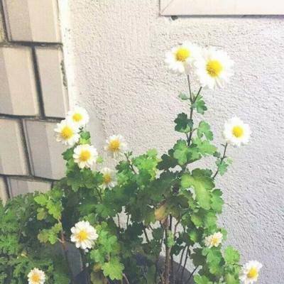 遮天ol正式版下载